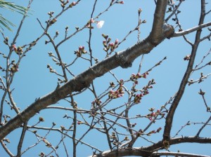 最初の一弁の咲いた清水池の桜