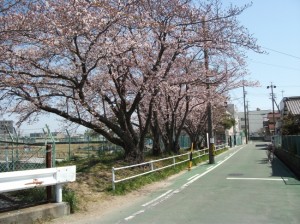 清水池の桜、5分咲きに