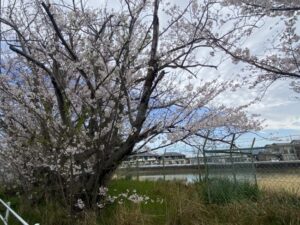 清水池の桜