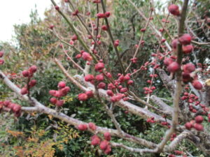 高田町　紅梅