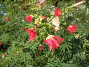 ネムノキの赤い花　弥生松原町