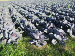 紫キャベツ（藤並町）