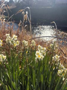 梅田川の土手に咲く水仙高田町