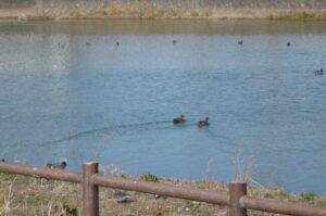 清水池のカモ